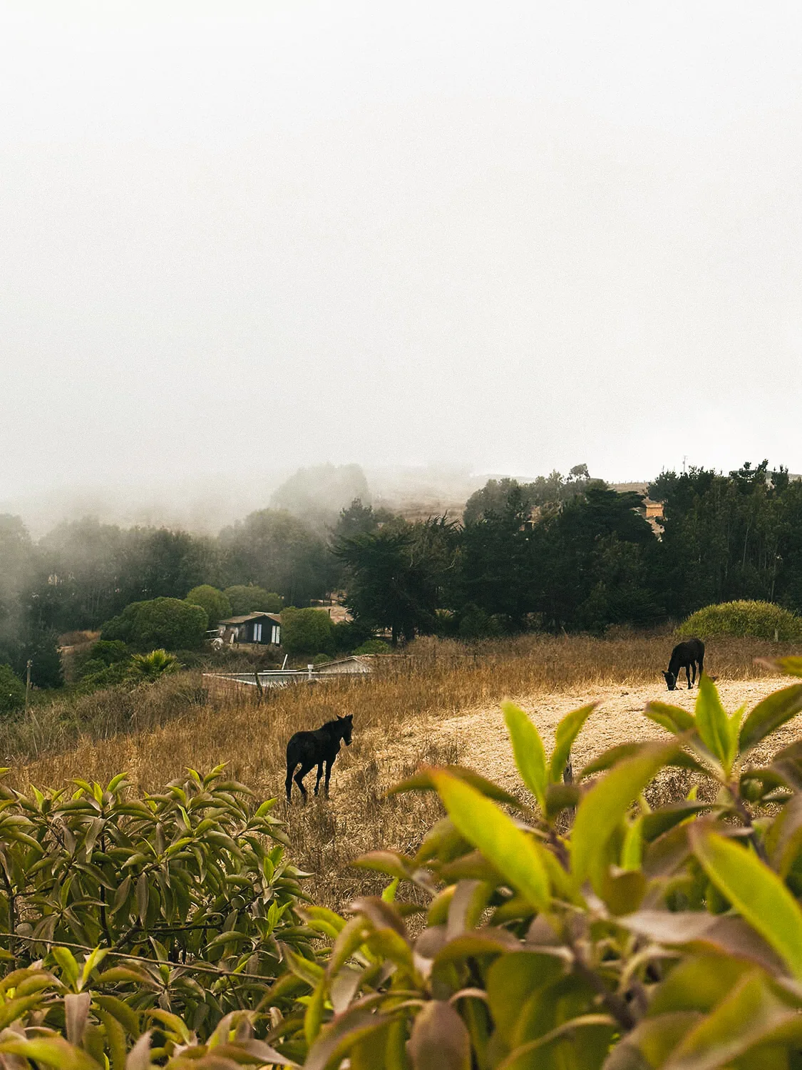 Mesma foto com o preset My Poetic Trip